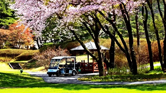 양지 파인 리조트 CC 이미지 4